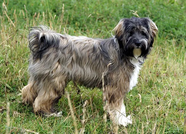 Terrier tibétain