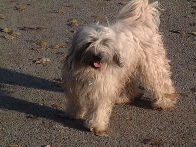 Terrier tibétain