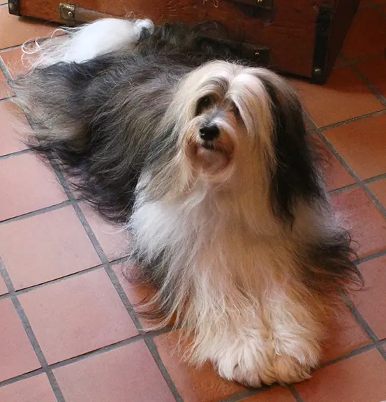 Terrier tibétain