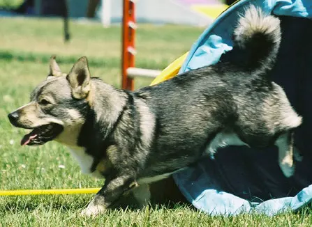 Vallhund suédois