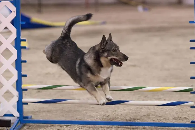Vallhund suédois