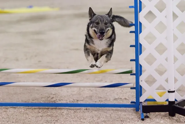 Vallhund suédois