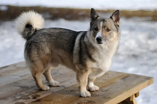 Vallhund suédois