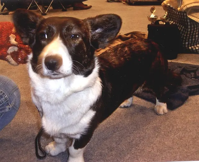 Welsh Corgi Cardigan