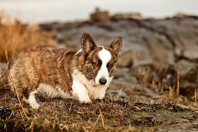 Welsh Corgi Cardigan