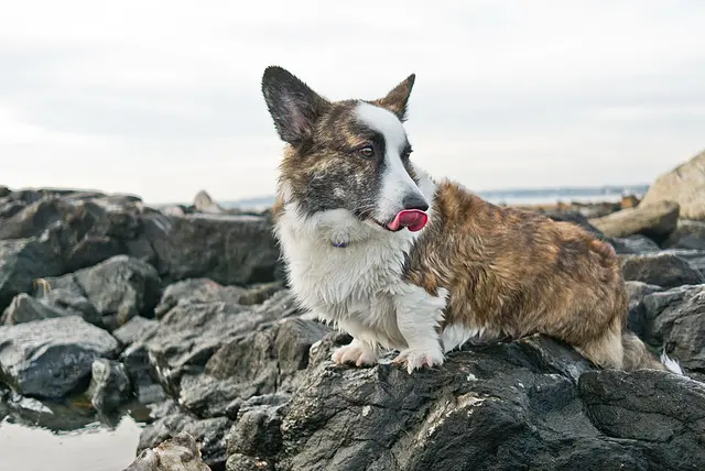 Welsh Corgi Cardigan