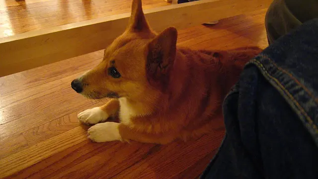 Welsh Corgi Pembroke