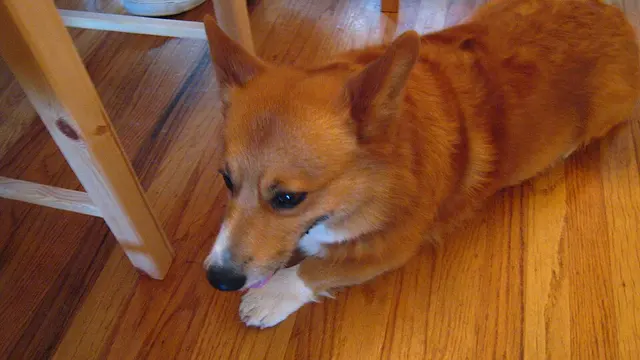 Welsh Corgi Pembroke