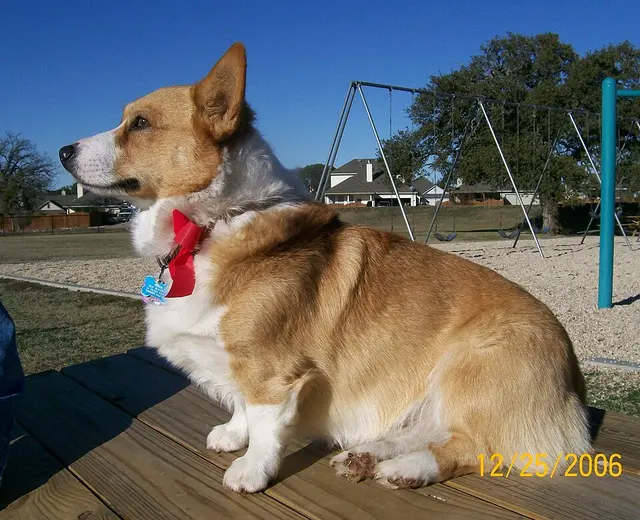 Welsh Corgi Pembroke