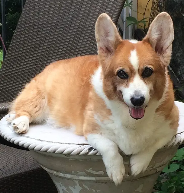 Welsh Corgi
