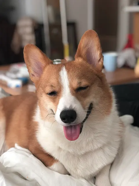Welsh Corgi