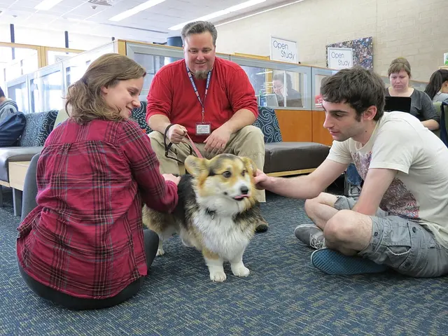 Welsh Corgi