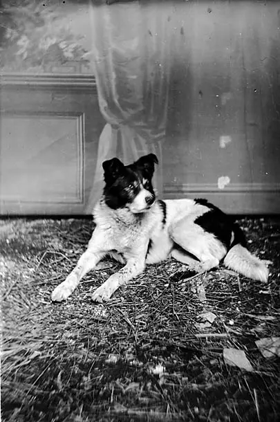 Welsh Sheepdog