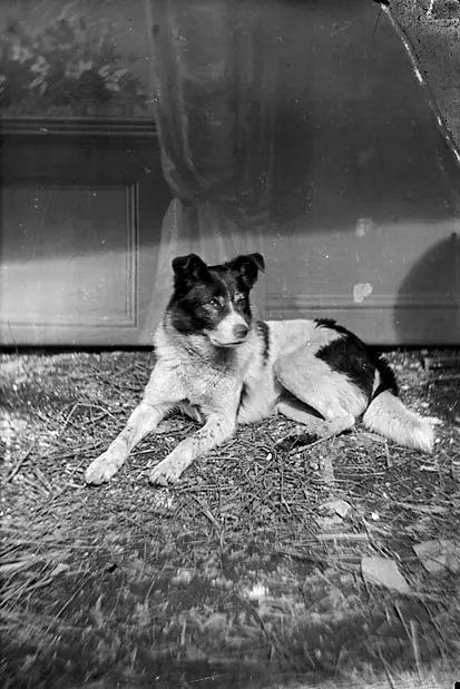 Welsh Sheepdog