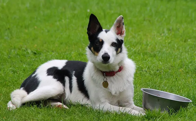 Welsh Sheepdog