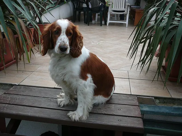Welsh Springer Spaniel