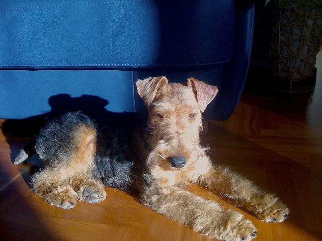 Welsh terrier
