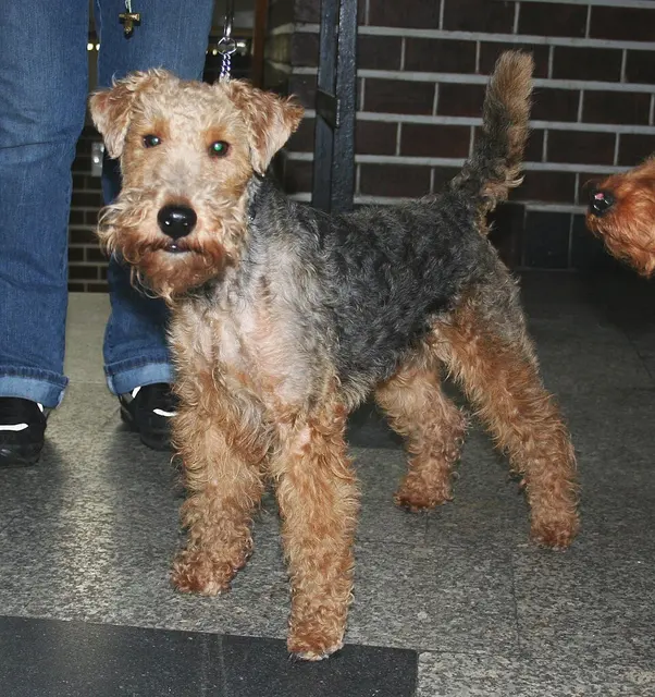 Welsh terrier