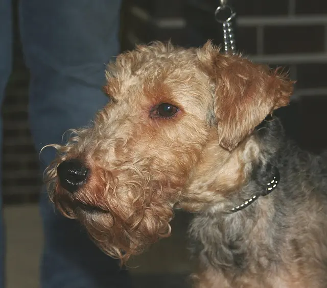 Welsh terrier