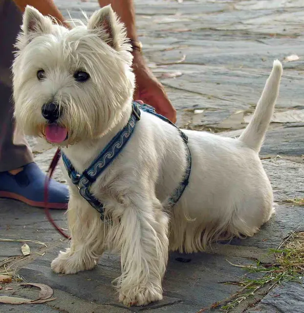 West Highland white terrier