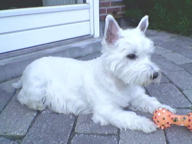 West Highland white terrier