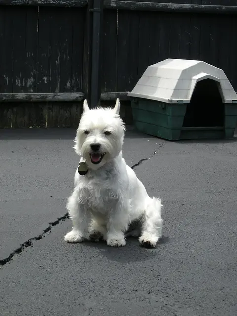 West Highland white terrier