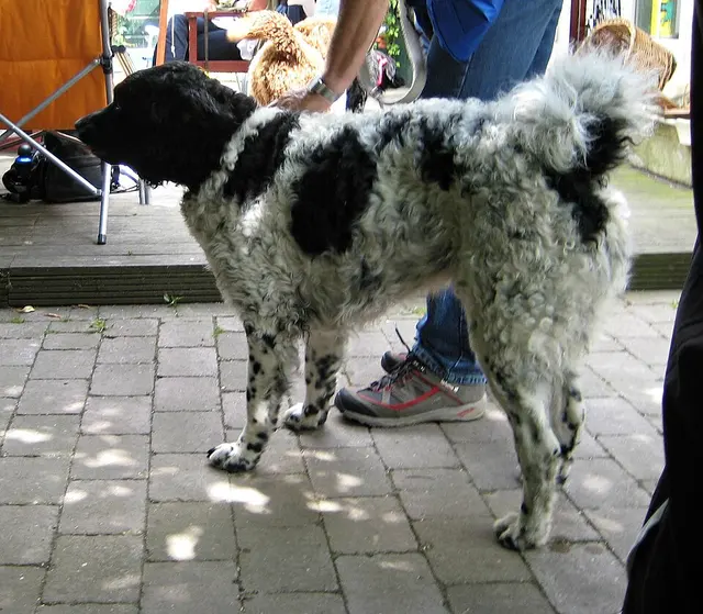 Wetterhoun