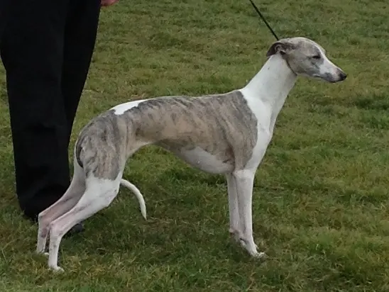 Whippet