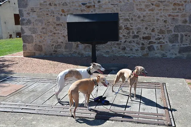 Whippet