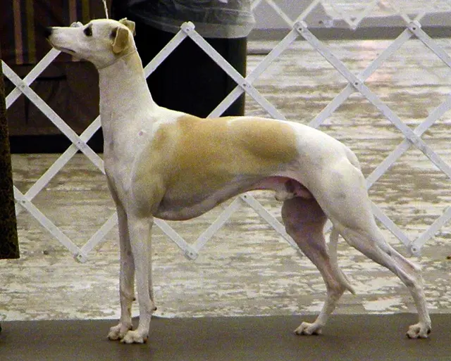 Whippet