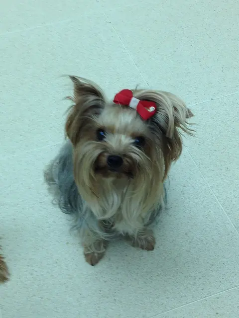 Yorkshire terrier